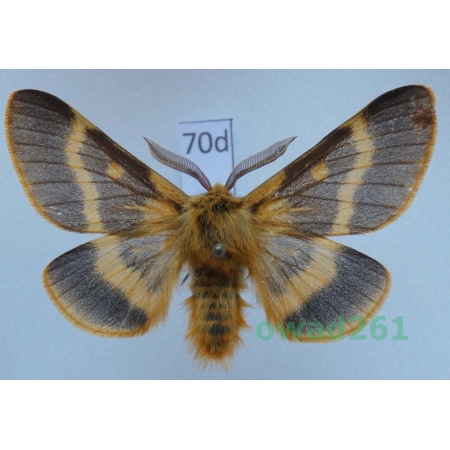 Lemonia dumi (Linnaeus, 1761) male Slovakia70d